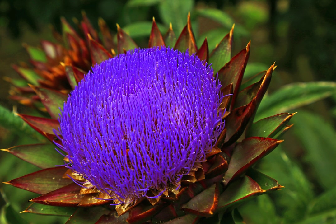 Photo purple vegetable